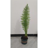 王冠蕨微瑕盆栽老桩崖姜蕨室内大型绿植耐阴好养王冠蕨 90-110厘米（规格内随机发货） 不含盆