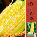 寿禾 黄白水果玉米种子苗双色超甜春季菜种籽 金辉甜505玉米种子100g