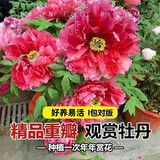 行湘牡丹花苗绿植盆栽花卉庭院植物 中国红6-8叉不含盆 源头直发