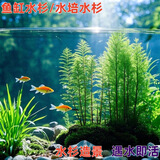 临雅鱼缸水培植物造景常青水杉树苗一木成景水草室内四季水养绿植盆栽 水培水杉15-20cm(易养/有水就活) 5棵