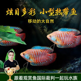 云峰海瑞 观赏鱼活体中小型热带鱼红绿灯鱼淡水水族鱼宠物接吻鱼虎皮鱼 五彩丽丽3条