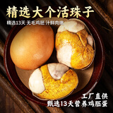 耕果妙五香味活珠子20枚新鲜13天鸡蛋珠子共2斤毛鸡蛋 源头直发包邮