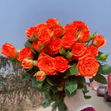 芊芊细语斗南基地直批发玫瑰鲜花全国速递配送女友礼物家用水养插花家庭 橙色多头泡泡玫瑰5支