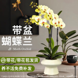 京东鲜花蝴蝶兰盆栽带花带花苞绿植鲜花花卉客厅办公室装饰摆件送长辈