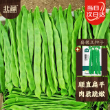 北蔬 扁架豆种子苗早熟四季豆宽豆角菜豆爬藤蔬菜种籽 扁架豆种子20g