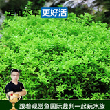 云峰海瑞水草活体鱼缸水族箱造景装饰真火山石水草活体懒人草造景活水草 爬地矮珍珠陀草