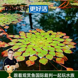 云峰海瑞真水草活体浮萍水草活体植物 鱼缸水草  净化水质 鱼缸造景装饰 水上烟花1朵