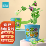 IAM City Farmer豌豆迷你盆栽 儿童种植小盆栽幼儿园diy观察绿植花卉春种种植套装