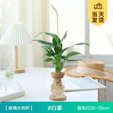 开时果 水培植物办公室内桌面盆栽 水养绿萝水生花植物绿植源头直发包邮 白掌（含玻璃瓶+竹托） （加赠 营养液）