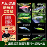 云峰海瑞热带鱼 观赏鱼 观赏鱼小型 斑马鱼 活体 热带鱼活体 小型鱼 活鱼 八仙过海C套餐28CM以上缸共33条