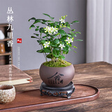 开时果 丛林九里香盆栽七里香盆景 室内桌面驱蚊绿植好养活开花卉植物 【热销款】舍得紫砂盆+苔藓+底座