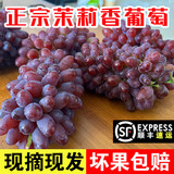 采缇（CAITI）东北茉莉香葡萄郁金香无籽提子孕妇水果当季新鲜采摘整串脆甜 精选4斤礼盒 顺丰直达，新鲜保证