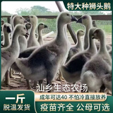 潮汕狮头鹅苗正宗一斤汕头小狮头鹅活苗特大种纯种狮头鹅成年幼苗 买4送1 共5只【单只1斤左右】