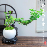 佰花锦六月雪盆景悬崖茶桌禅意室内窗台小绿植物办公室茶几摆件桌面盆栽 【送圆底座】六月雪+白玉陶瓷盆+苔藓 10-20cm