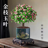 泰西丝独杆金枝玉叶多肉盆栽绿植花卉摆件旭日东升陶瓷盆+方托 源头直发