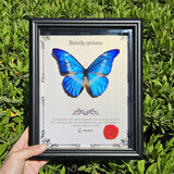 大蓝闪蝶标本【真蝴蝶标本】稀有进口天堂凤蝶摆件 光明女神闪蝶高定款 10寸框