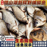 云映渔舟 微山湖生态大鲫鱼(净膛) 生态活鱼现杀淡水鱼生鲜孕产妇下奶炖汤 大号鲫鱼（每斤2-3条） 4斤（杀好损耗15％）