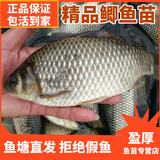 中科三号鲫鱼苗水产种苗黄金鲫中科五号工程鲫高背土鲫鱼苗活体鱼苗批发 大鲫鱼4-6厘米200条送10%防损
