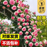 行湘爬藤月季花卉绿植盆栽花园地栽 粉色龙沙20cm左右2棵 源头直发