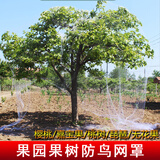 桃里果树防鸟尼龙网罩枇杷樱桃嘉宝果树无花果树防鸟网罩防鸟用的网 2.0网口 7米宽x7米长【适用2米高果树】