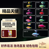 卡奇鱼 斑马鱼 淡水鱼 观赏鱼 小型观赏鱼 热带鱼 蝶翼斑马荧光好养易活 天使9色套餐（图上每种各1只）