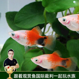 云峰海瑞观赏鱼活体胎生鱼热带鱼活体练手小型淡水热带鱼 三色牡丹5条