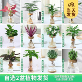 开时果 水培植物办公室内桌面盆栽 水养绿萝水生花植物绿植源头直发包邮 【2盆自选】组合水培植物 （加赠 营养液）