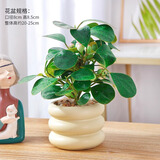 绿有意 绿植花卉办公室客厅桌面盆栽摆件简约创意网红北欧绿植ins云朵盆 小盼菩提+甜甜圈PET树脂盆+托盘+肥料 北欧风格网红绿植