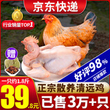 柒岛清远鸡生鲜广东土鸡整只农家散养走地鸡童子鸡特产 清远鸡1只【1.8斤/只】