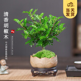 开时果 正宗清香胡椒木盆栽 办公室内桌面植物驱蚊草绿植源头直发包邮 【禅意款】莲花古陶盆+苔藓+圆形底托