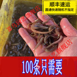 泥鳅苗新鲜幼苗小泥鳅本地活体圆鳅苗活筏钓体放生养殖苗 2-3cm  50条+5路损限一件无赠品