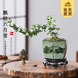 开时果 金边六月雪盆栽悬崖飘枝造型 中式禅意桌面绿植盆景源头直发包邮 山水陶瓷盆+苔藓+底托