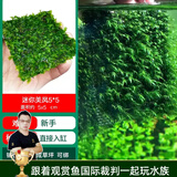 云峰海瑞 鱼缸水草前景莫丝莫斯水草水族箱造景套餐水草活体草缸造景装饰 迷你美凤5*5（小凤凰羽毛）