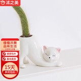 沭之美猴尾柱九尾狐猫咪花盆桌面绿植植物  九尾狐+白猫盆 源头直发