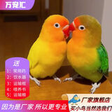 万宠汇 鸟活体虎皮鹦鹉笼养牡丹玄风活鸟学说话手养小太阳鹦鹉和尚鹦鹉 爱情鸟+黄金丝