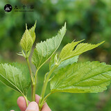 九千谷蚕宝宝活体套装 学生养蚕工具新鲜桑叶七彩金丝彩色蚕卵蚕种 嫩桑叶300g