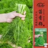 寿禾小茴香种子苗多茬农家春季种植四季蔬菜籽 潍丰潍常小茴香种子25g