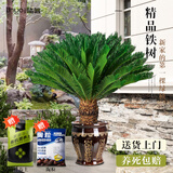 临雅铁树盆栽大型盆景办公客厅室内树苗树木绿植物1m含盆源头直发