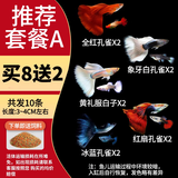 胜画大型孔雀鱼活鱼苗观赏鱼热带鱼活体鱼淡水好养耐活精品纯种凤尾鱼 【推荐套餐A】精品孔雀鱼 8送2