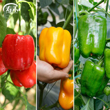 寿禾 辣椒苗各种椒苗寿光菜苗苗子朝天椒树苗带土发货秋冬山东蔬菜苗 红绿黄甜椒各3棵