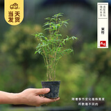 开时果 各类小盆栽绿植素材苗 小叶赤楠造景微景观植物盆景源头直发包邮 米竹（小杯）