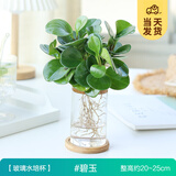 开时果 水培植物办公室内桌面盆栽 水养绿萝水生花植物绿植源头直发包邮 碧钰（含玻璃瓶+竹托） （加赠 营养液）