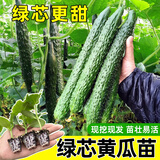 原起点水果黄瓜苗春夏季小黄瓜南方青瓜旱瓜苗秧四季阳台盆栽蔬菜种子籽 【3棵】绿芯大黄瓜苗
