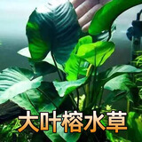 云峰海瑞水草活体懒人草鱼缸造景活体水草套餐鱼缸水草有茎类中后景真水草 大叶榕水草2颗 固定净水环2个