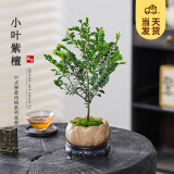开时果 小叶紫檀盆栽桌面绿植黑骨茶 好养活办公室植物盆景源头直发包邮 【禅意款】莲花古陶盆+苔藓+底托