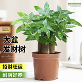 花翁大盆三杆发财树盆栽绿植室内客厅中式盆景办公室桌面摆件源头直发
