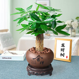 花知态发财树盆栽室内客厅桌面绿植小盆景大发财树苗招财树吸甲醛植物 舍得陶瓷盆+单棵发财树 含盆