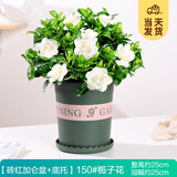 开时果 栀子花盆栽浓香型四季开花卉 阳台花卉好养绿植物源头直发包邮 加仑盆【150#栀子花】