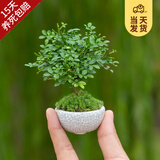 开时果 台湾达摩小叶九里香 桌面微型趣味迷你盆栽绿植盆景源头直发包邮 达摩九里香+圆形瓷盆