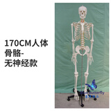 蓝蝶170CM医学全身人体骨骼模型骨盆瑜伽关节可拆卸解剖结构骨架标本 170CM人体骨骼-无神经款